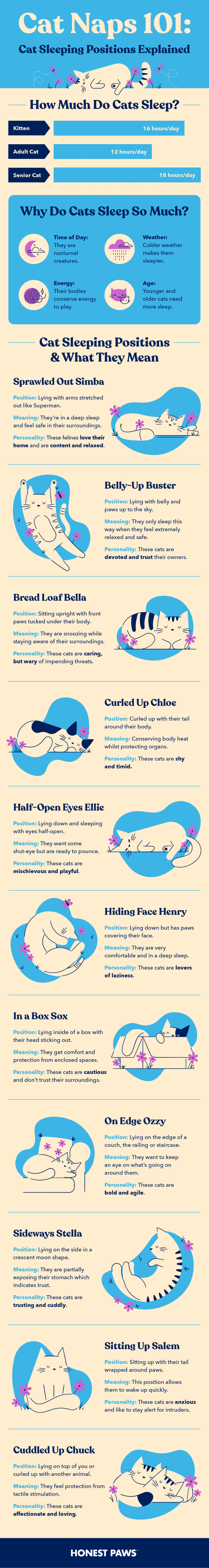 cat sleeping positions