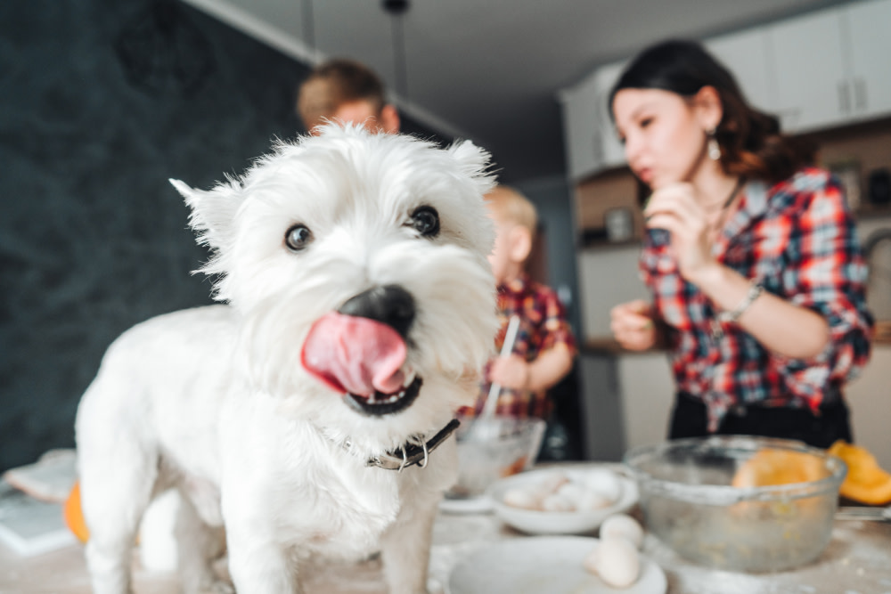 pet parents making dog cbd treats