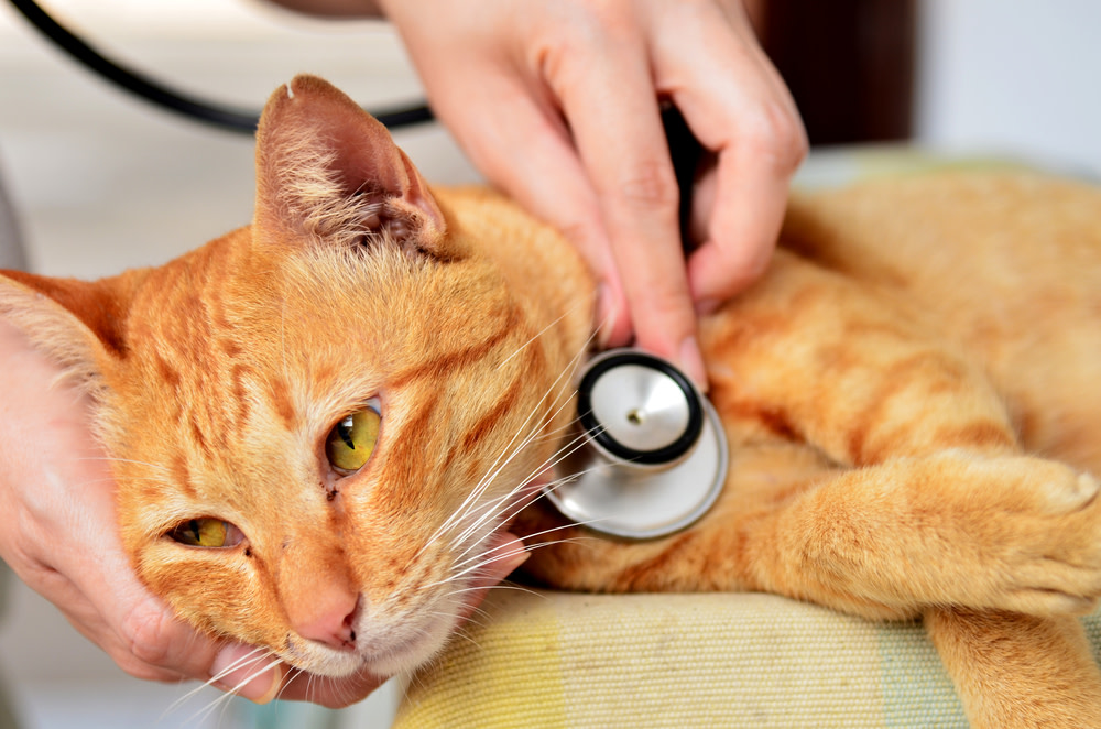 Probiotics For Cats With IBD