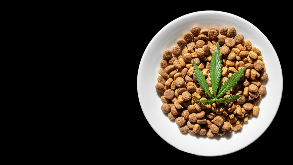 CBD Oil for Cats A Holistic Anti-Seizure Treatment