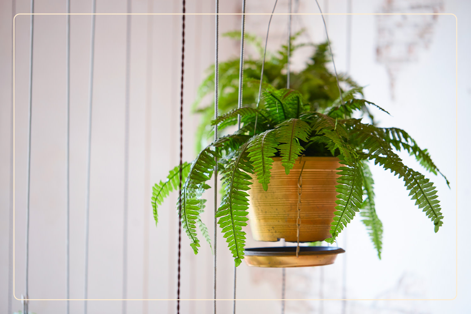 a Boston Fern (Nephrolepis exaltata), which is a pet-safe plant, hangs indoors in a cream-colored planter