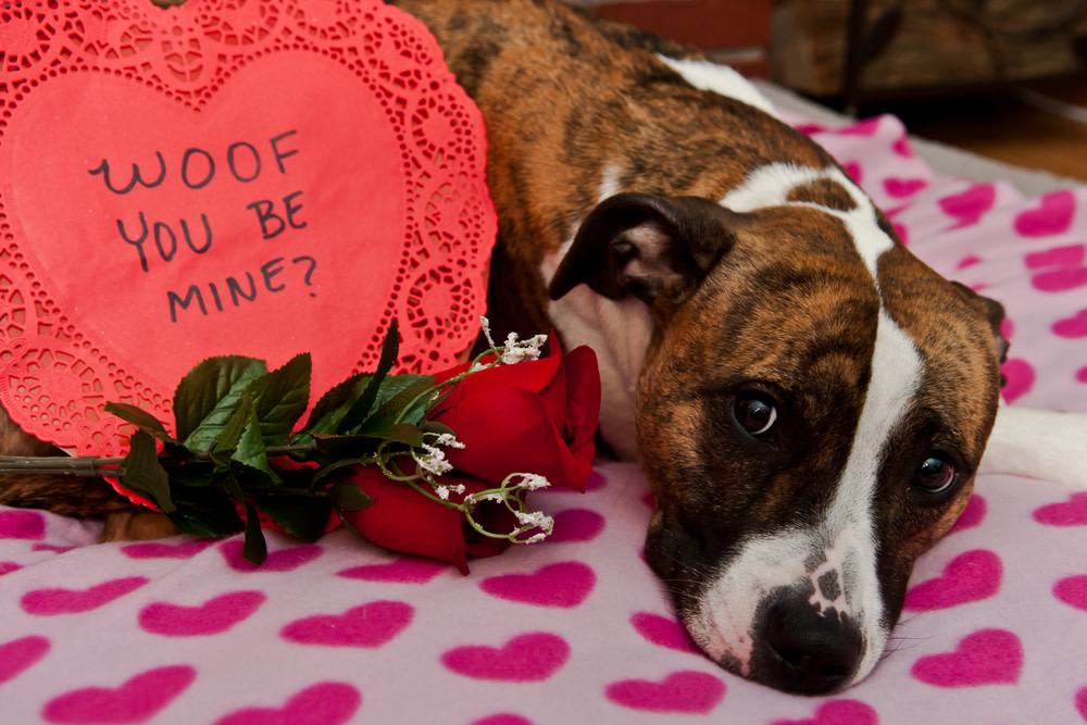 dog valentine