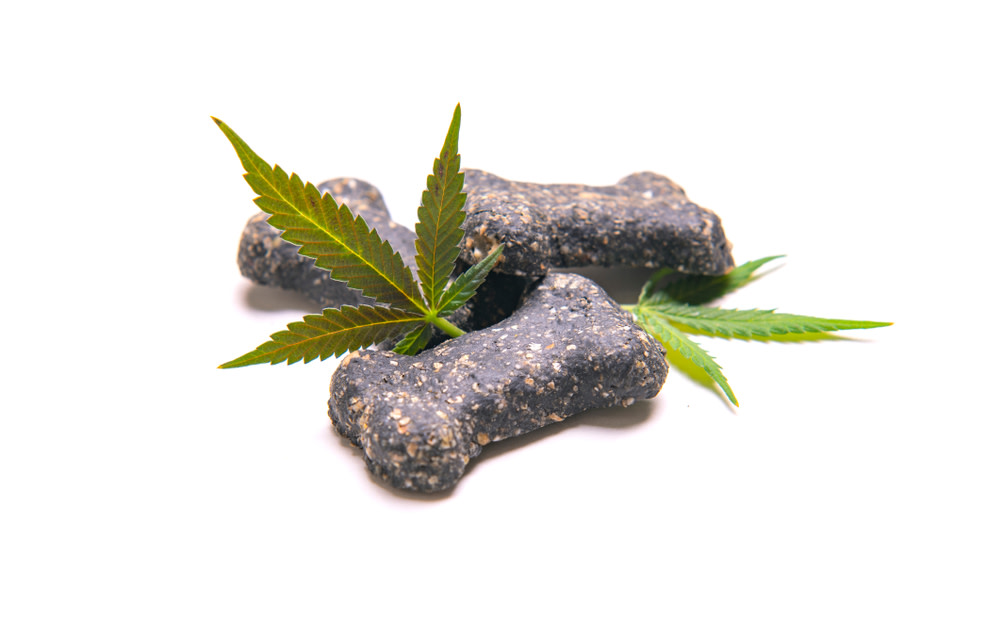 Selecting the Right CBD Treat for Your Dog