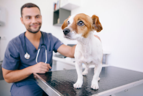 perro en el veterinario