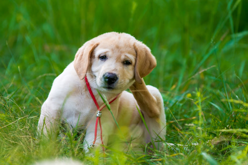 perro con dermatitis