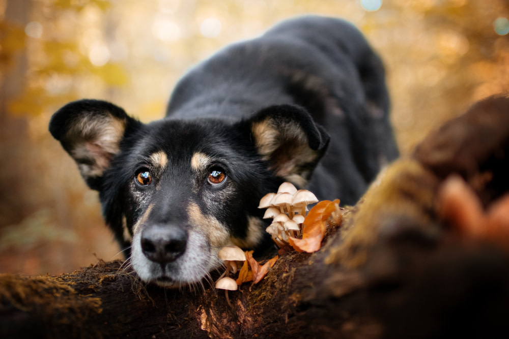 giving dogs Turkey Tail Mushrooms