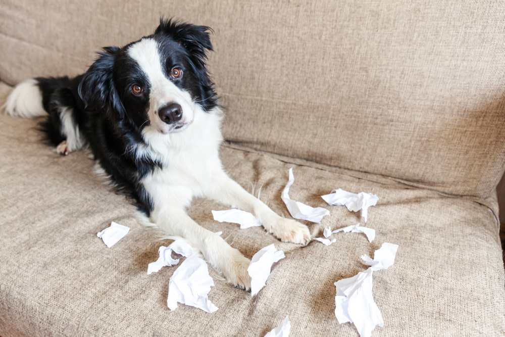 CBD for Dogs with Anxiety