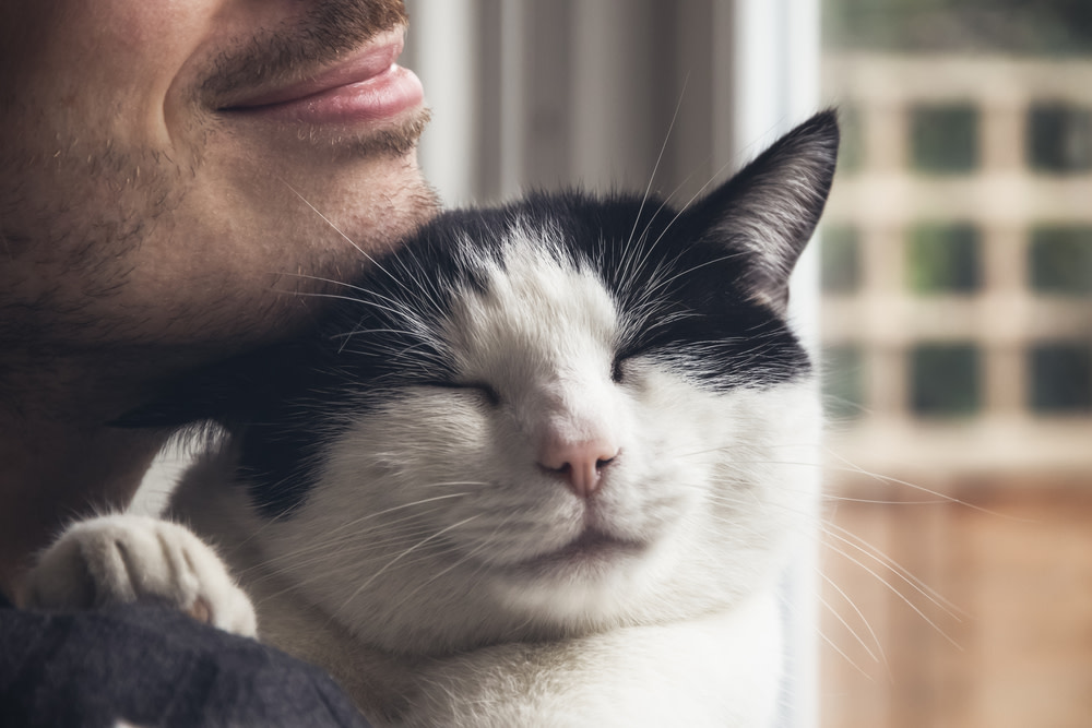 cuddly cat