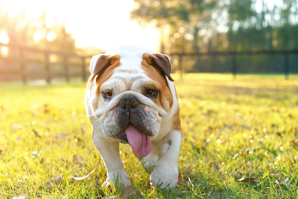 Canine Oral Yeast Infection and Bad Breath