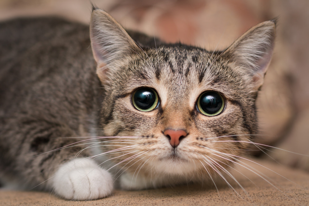 Possible Side Effects of Cat Probiotics