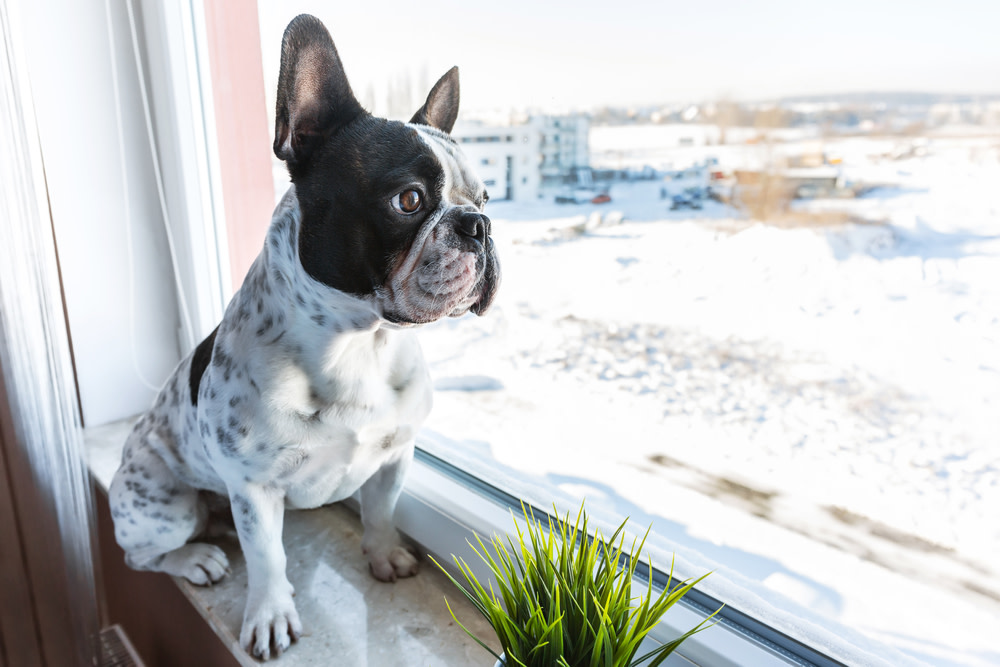 CBD Oil For Dogs With Anxiety
