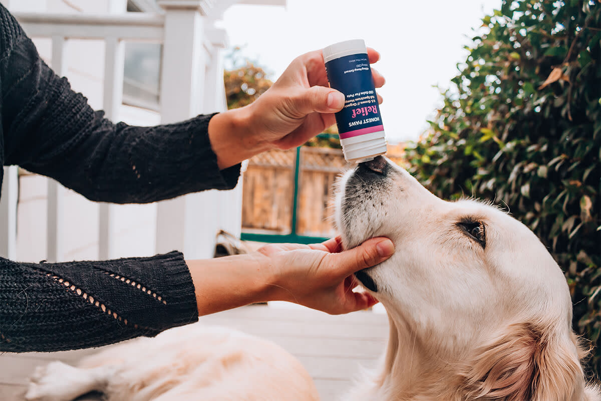 Use Honest Paws CBD For Pets On Dry Noses