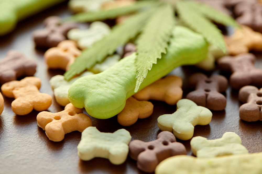 Can dogs have CBD dog treats