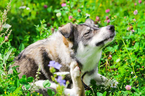 perro con alergia
