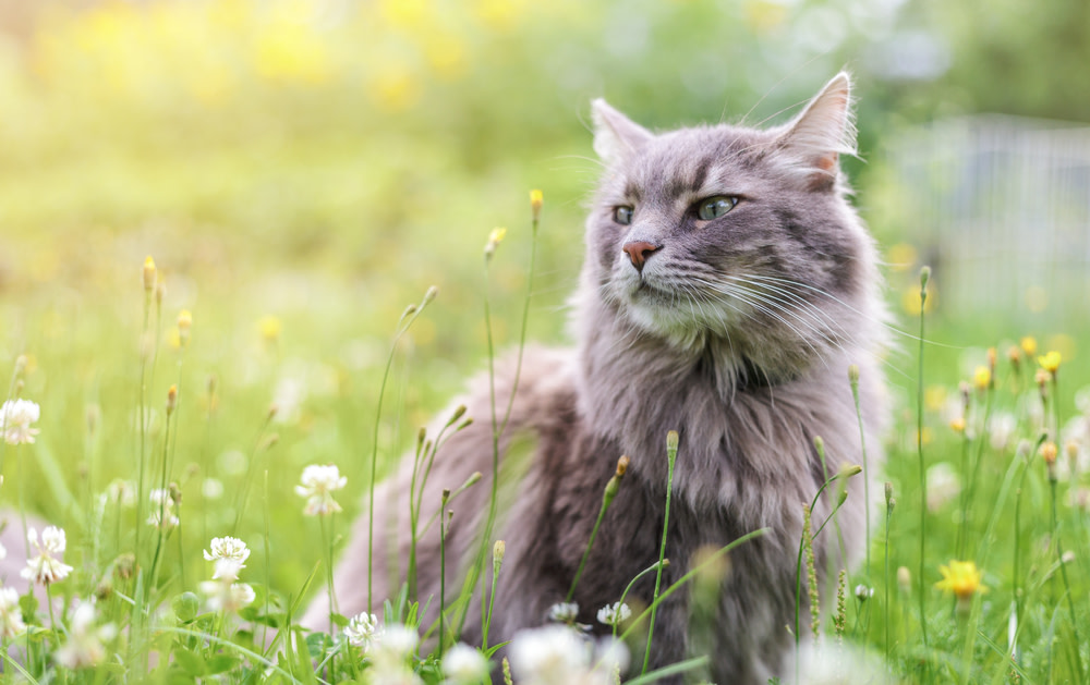 common cat allergies