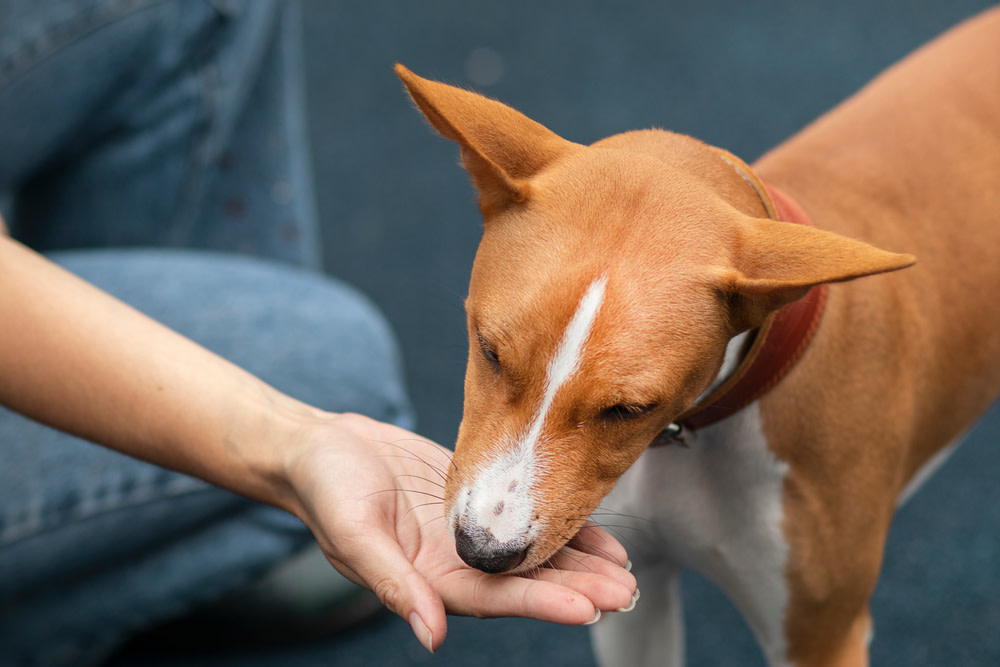 How to Give a Dog Probiotics