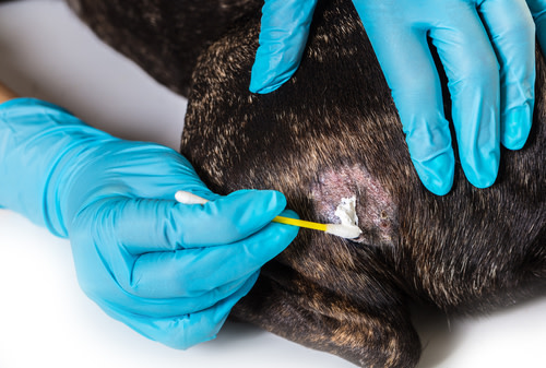 veterinario tratando sarna en perro