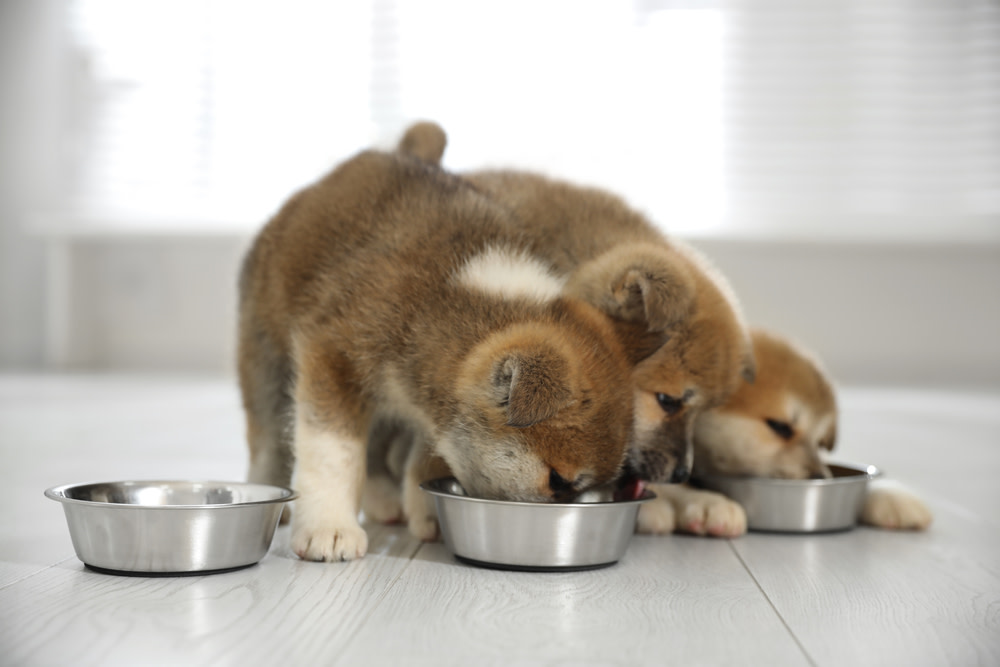 Powdered Probiotics For Dogs
