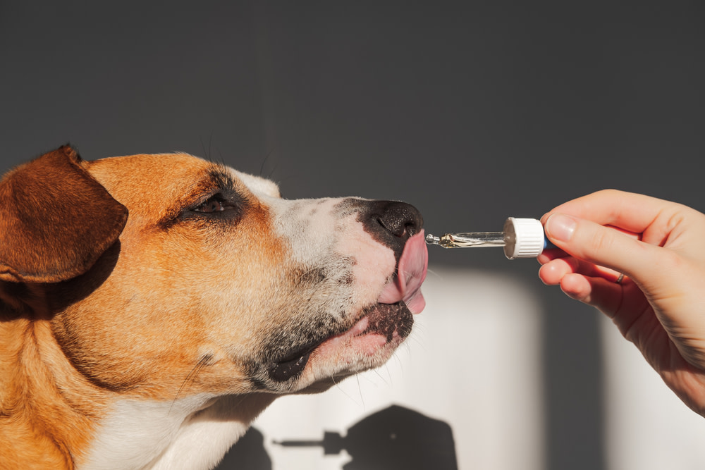 Dog using CBD oil for anxiety