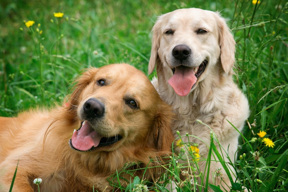 two happy dogs