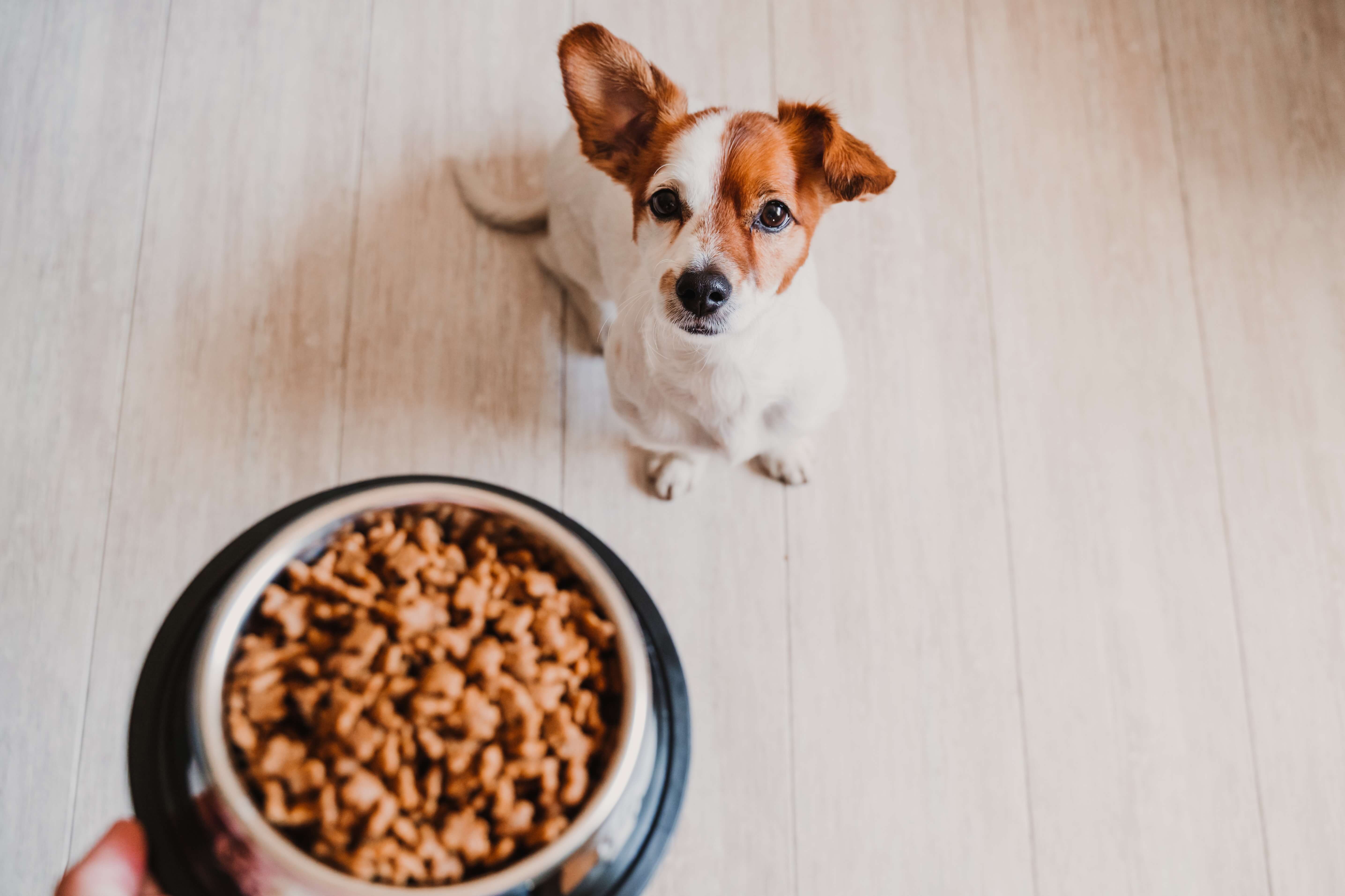 dog waiting for dog food