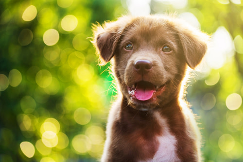 perro disfrutando beneficios de cbd