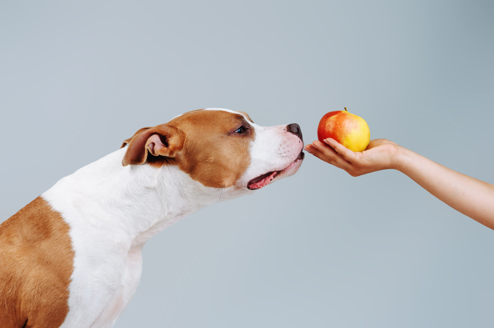 Natural Probiotic Foods for Dogs