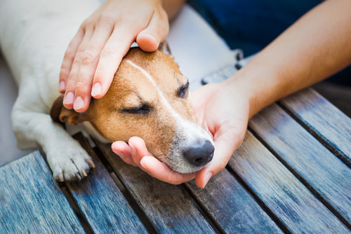 perro con dolor