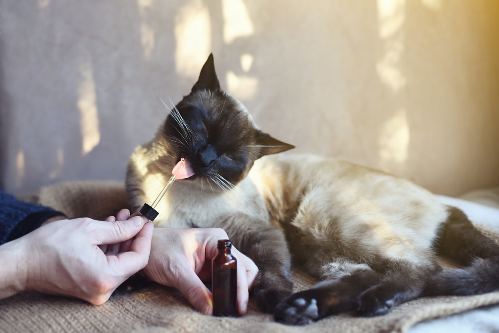 Can I Give My Cat CBD Oil