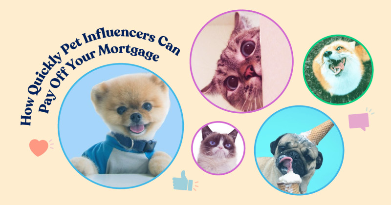 Title graphic for How Quickly Pet Influencers Could Pay Mortgage
