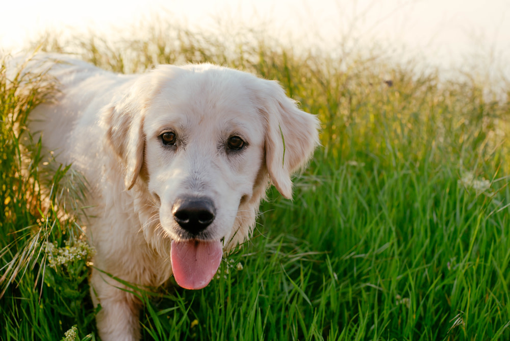Dog IBD Treatment Plans