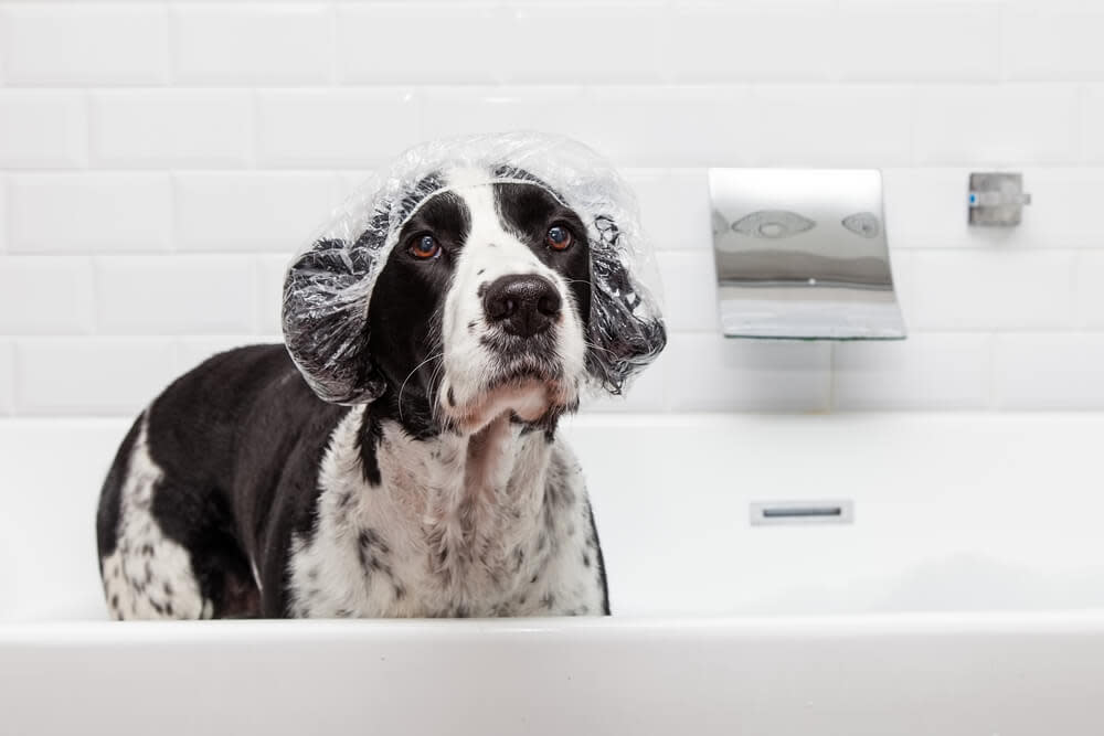 washing your dogs