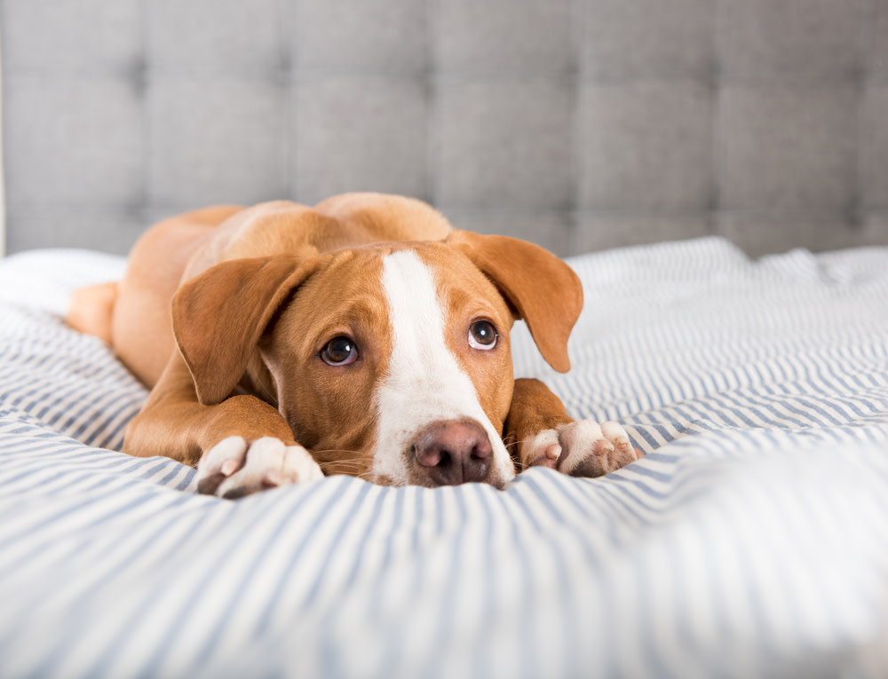 Causes of Pancreatitis in Dogs