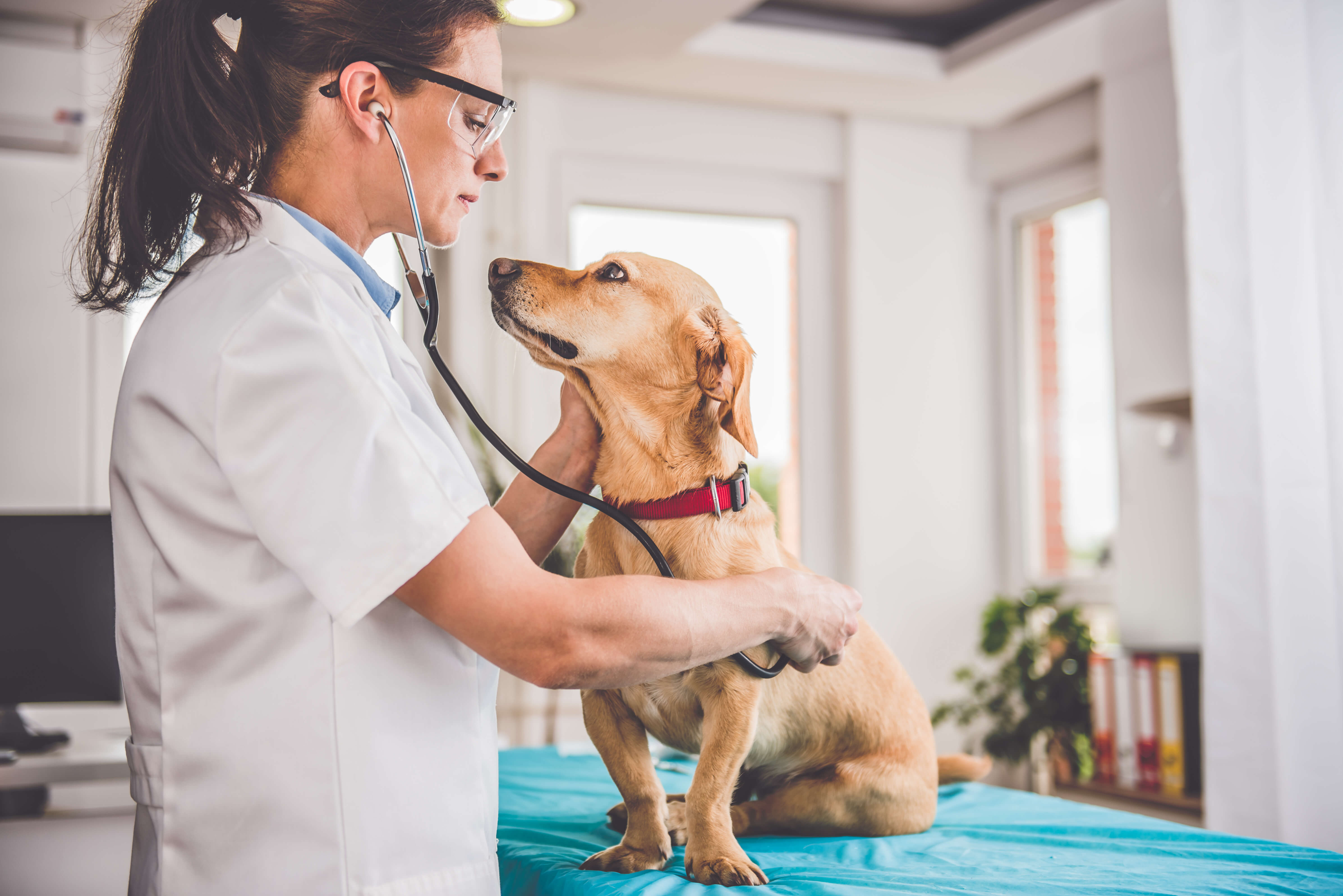 veterinarian checking a dog