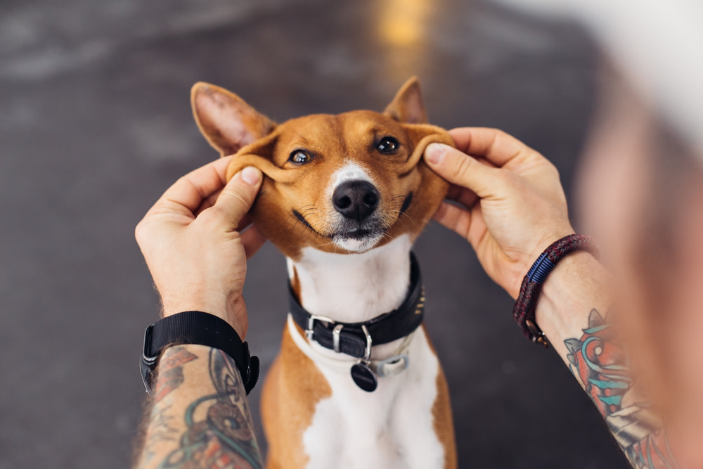 Give Your Pet Some CBD Oil Today