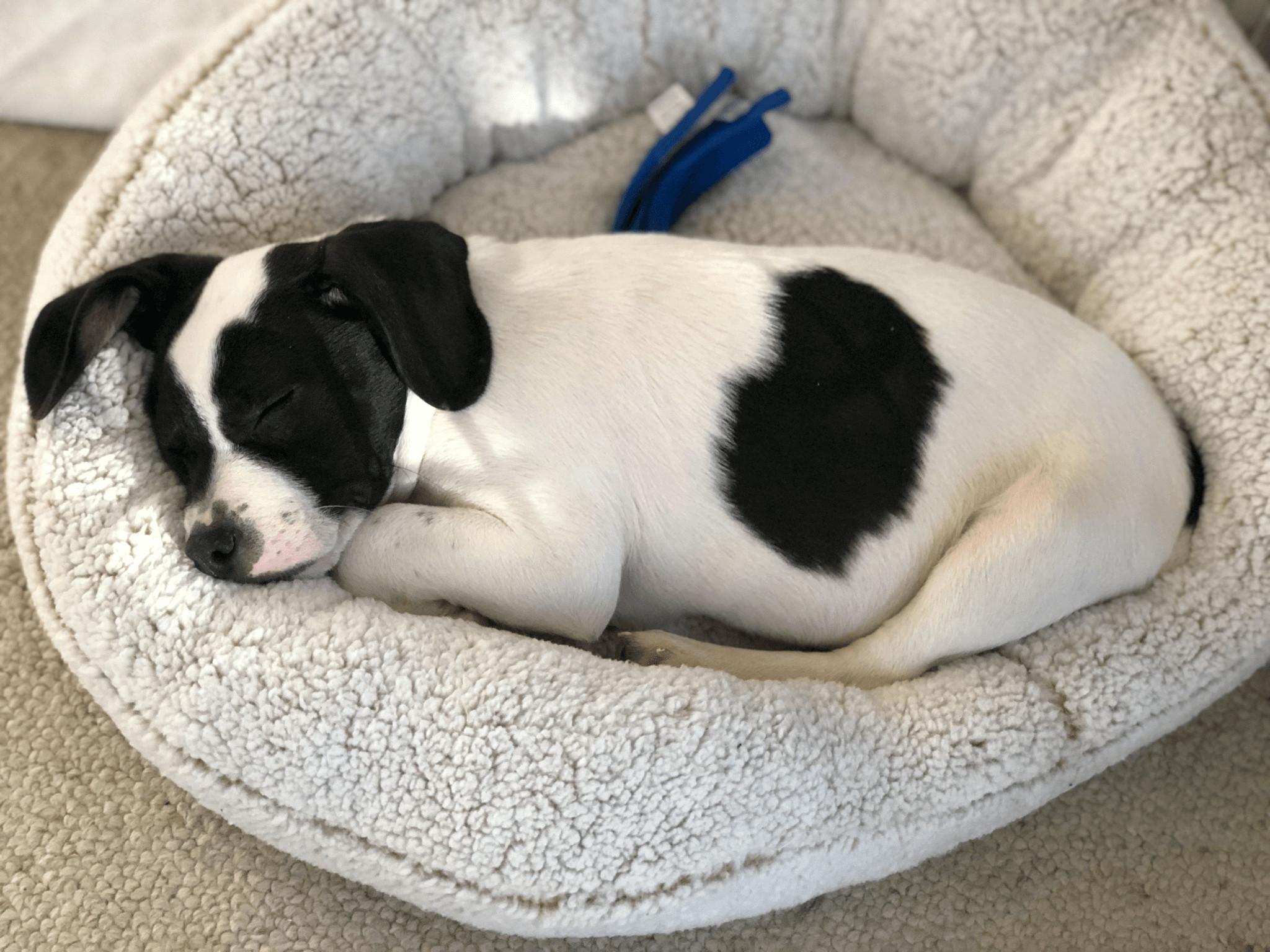Mookie The Hound Mix