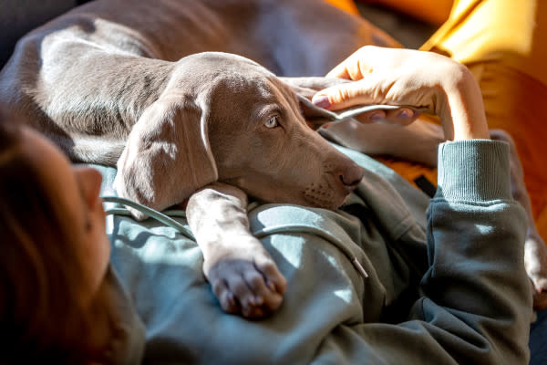 a Weimaraner dog lays on top of their owner, indicating the dog might be lethargic, which can be a sign of autism in dogs