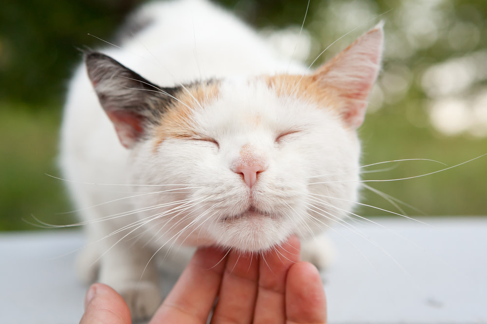 happy cat with eyes closed
