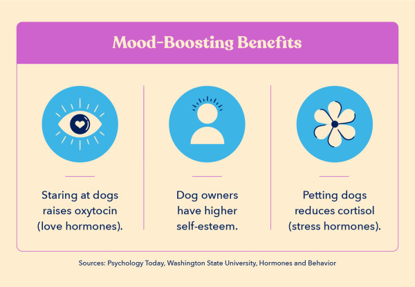 three icons indicate mood-boosting benefits of having a dog, including that dogs help us release feel-good hormones and provide dog owners with higher self-esteem