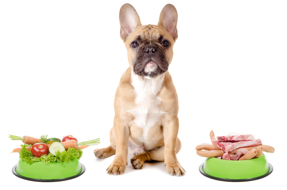 Caring for Your Dog's Gut With Probiotics for Dogs