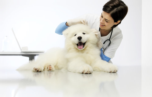 veterinario atendiendo a perro con pulgas