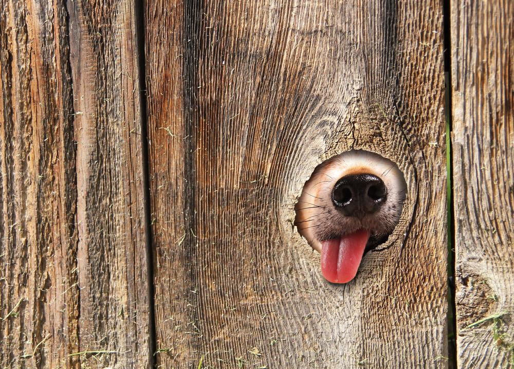 How Long Does It Take For CBD Dog Treats To Work