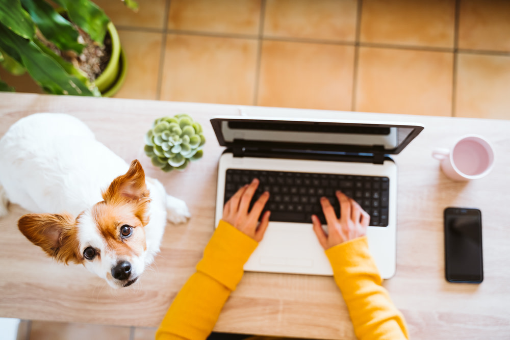 CBD Treats for Dogs Buying Guide