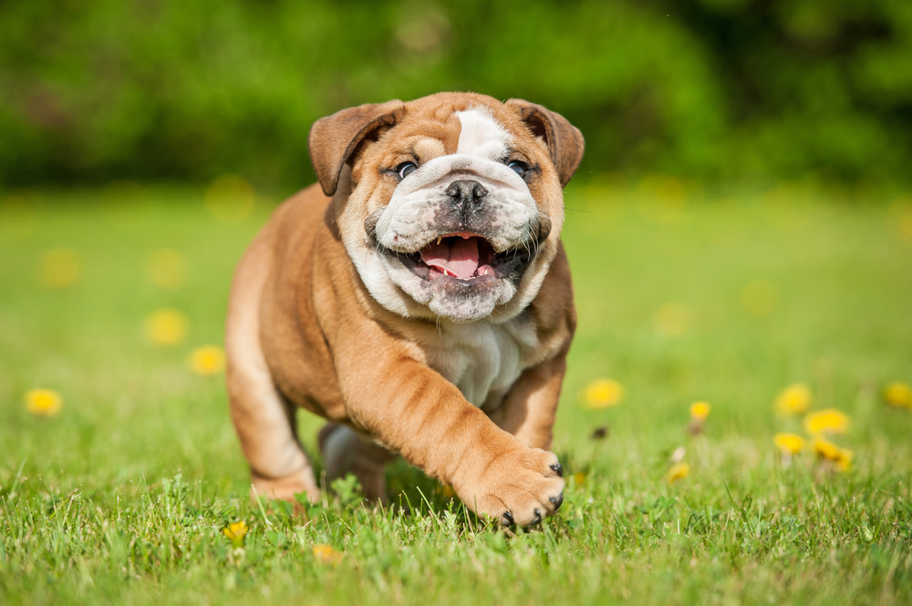 Benefits of Probiotics for Dogs