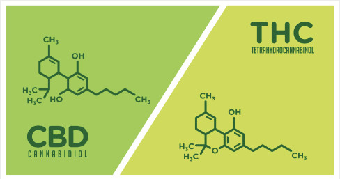 cbd vs. thc