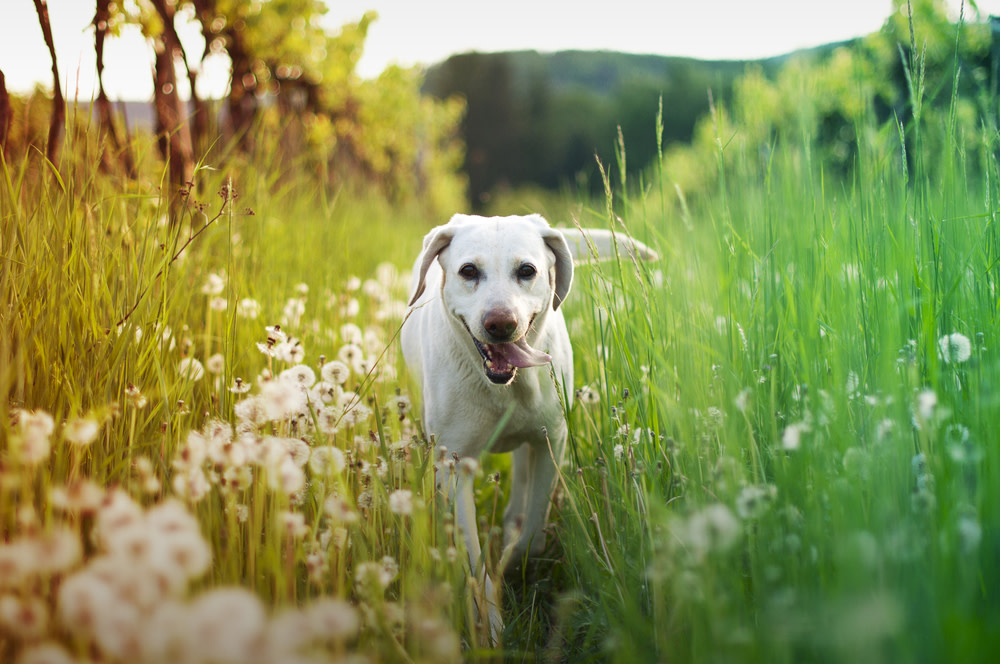 happy and healthy dog