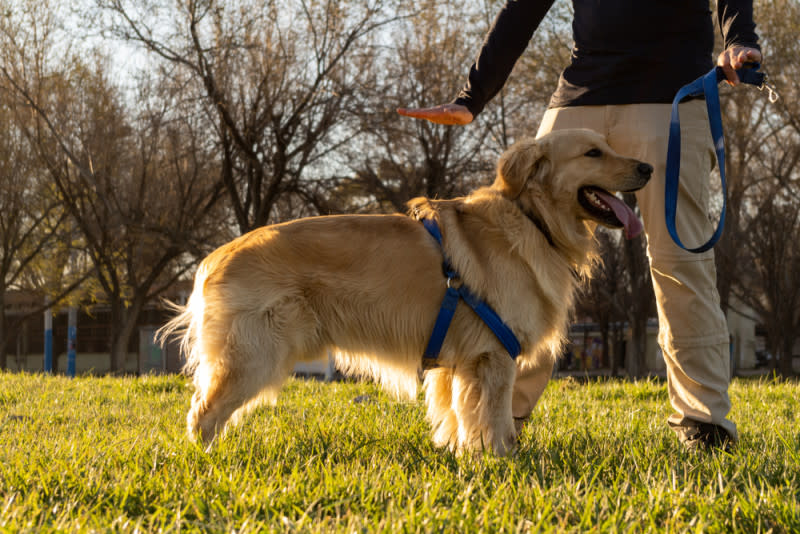 dog trainer