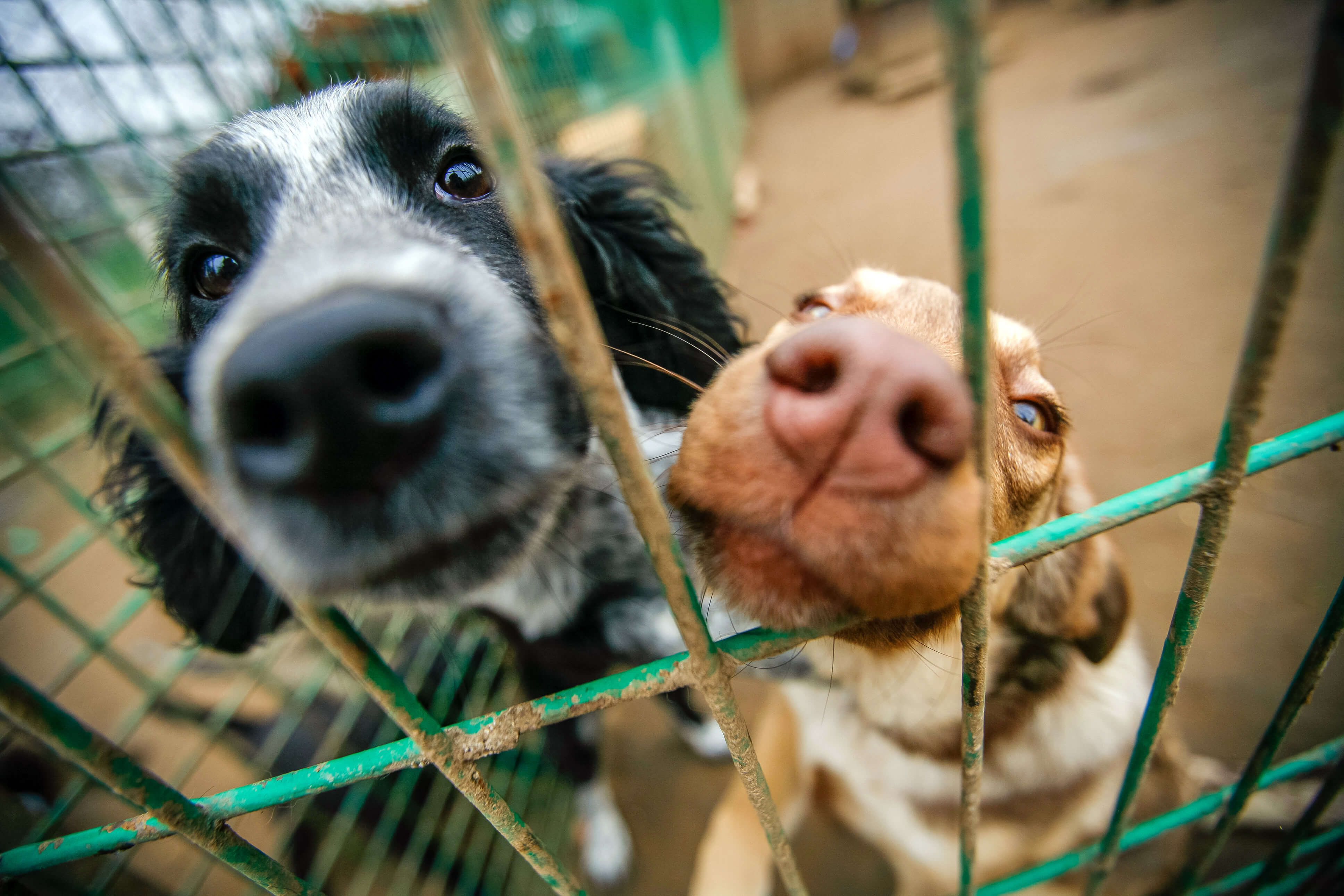 Animal Shelters