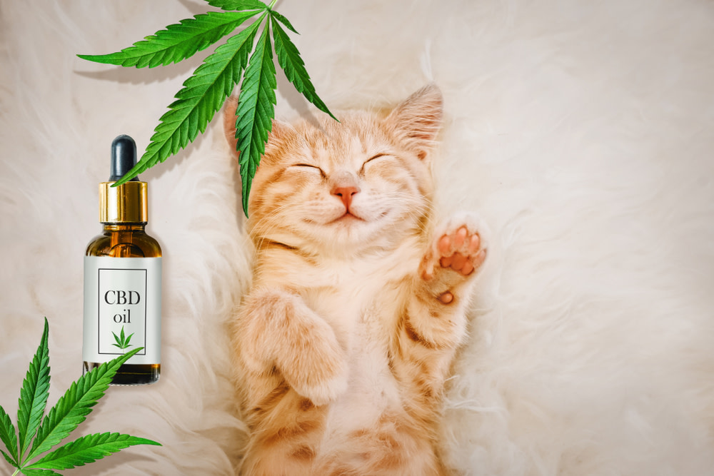CBD Oil Dosage for Cats