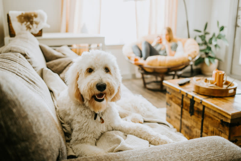 dog sitter